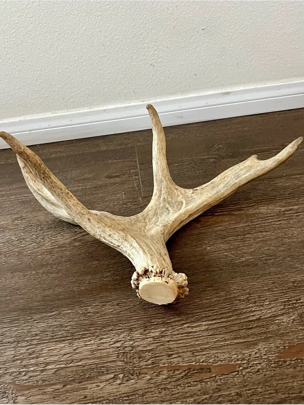 Natural Deer Antler Wall Accent - Cream Decorative Trophy